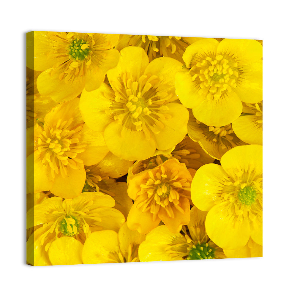 Yellow Buttercup Close-up Wall Art