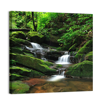 Mossy Rainforest Stream Wall Art