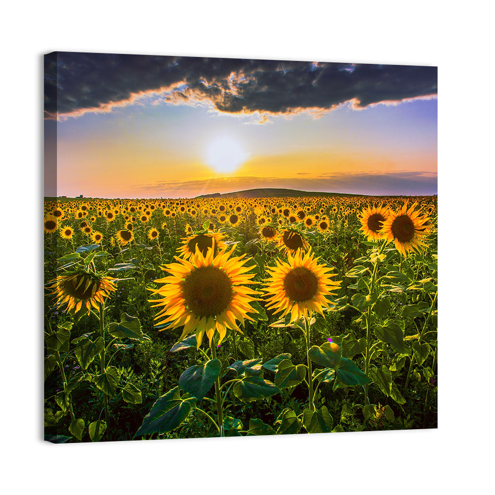 Sunflower Field at Golden Hour Wall Art