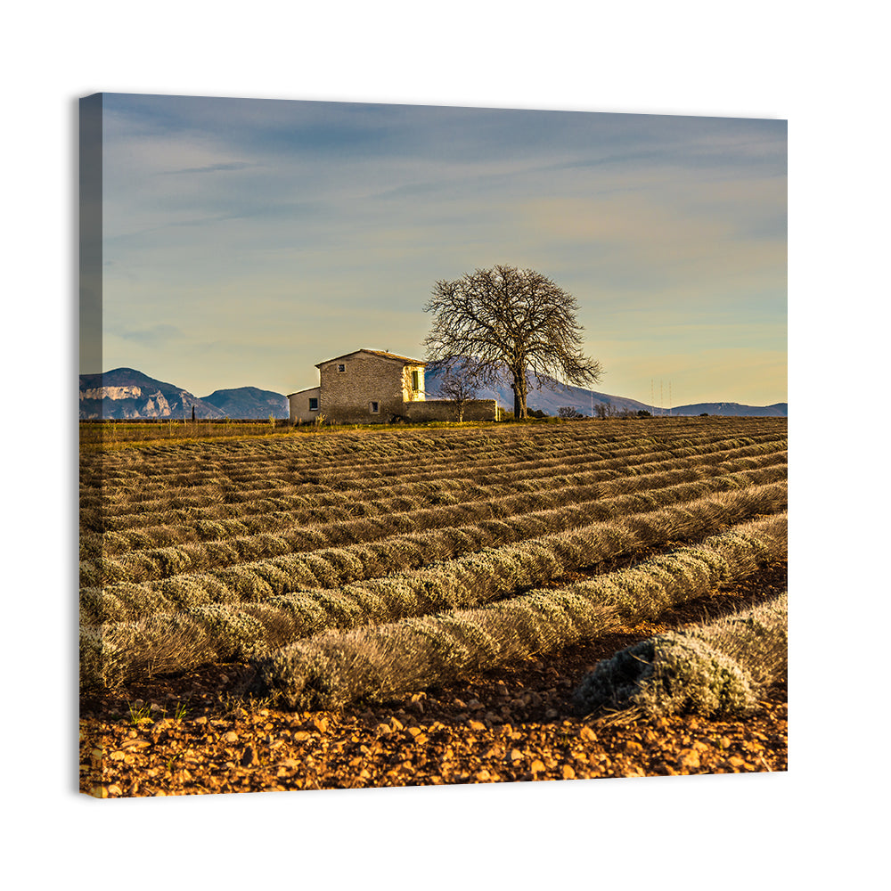 Rustic Provence Lavender Rows at Golden Hour Wall Art