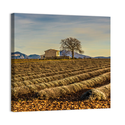 Rustic Provence Lavender Rows at Golden Hour Wall Art