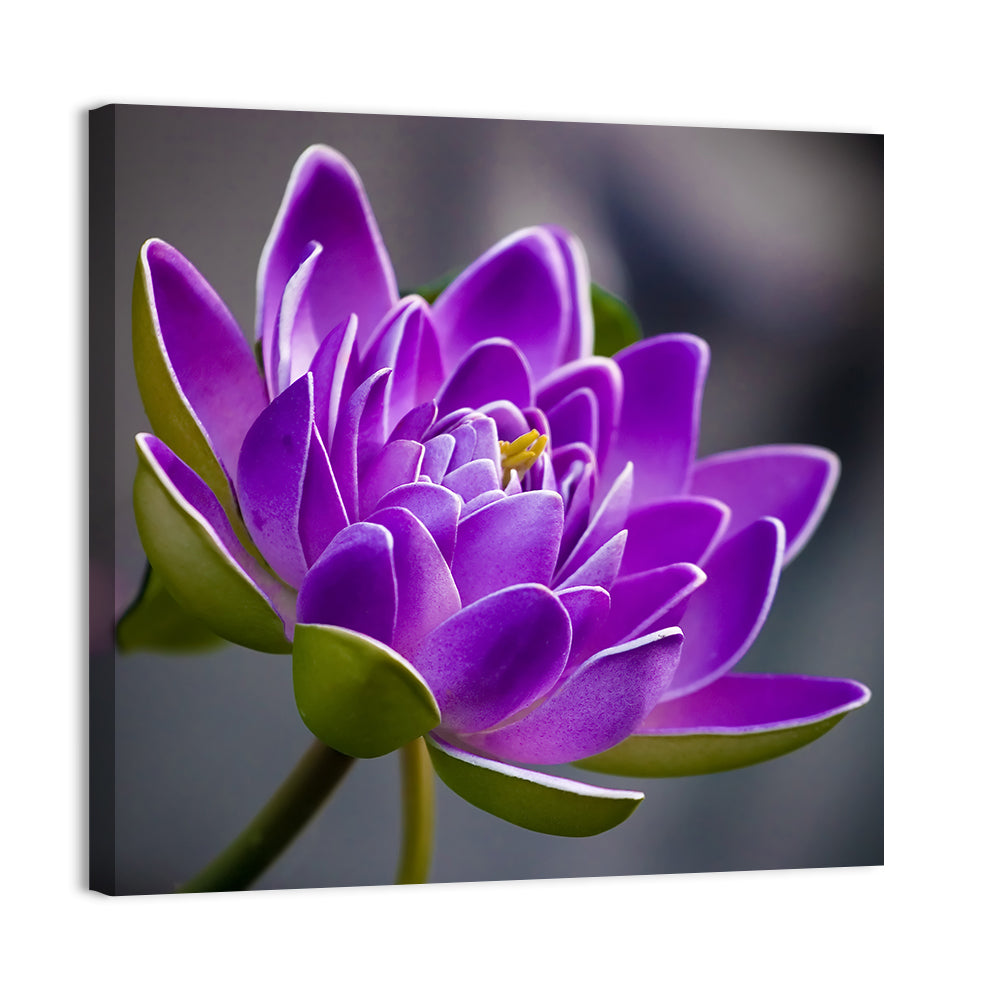 Purple Water Lily Close-up Wall Art