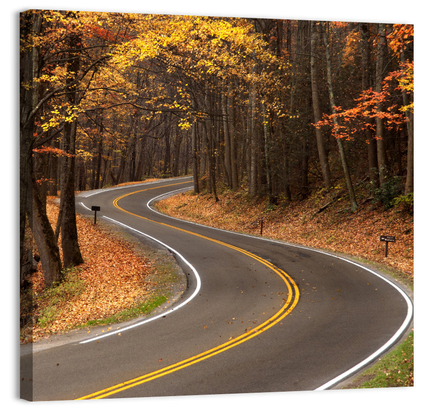 S-curve Road Through Autumn Forest Wall Art