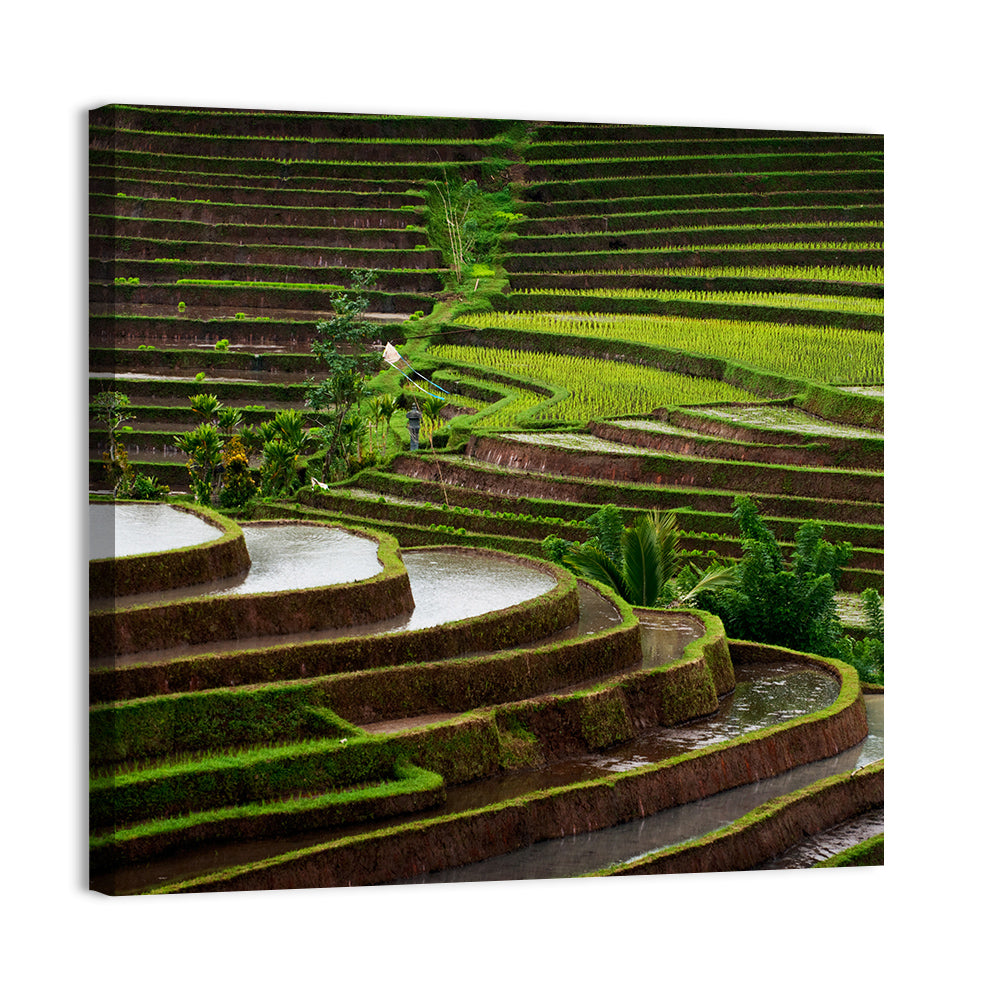 Lush Rice Terraces Wall Art