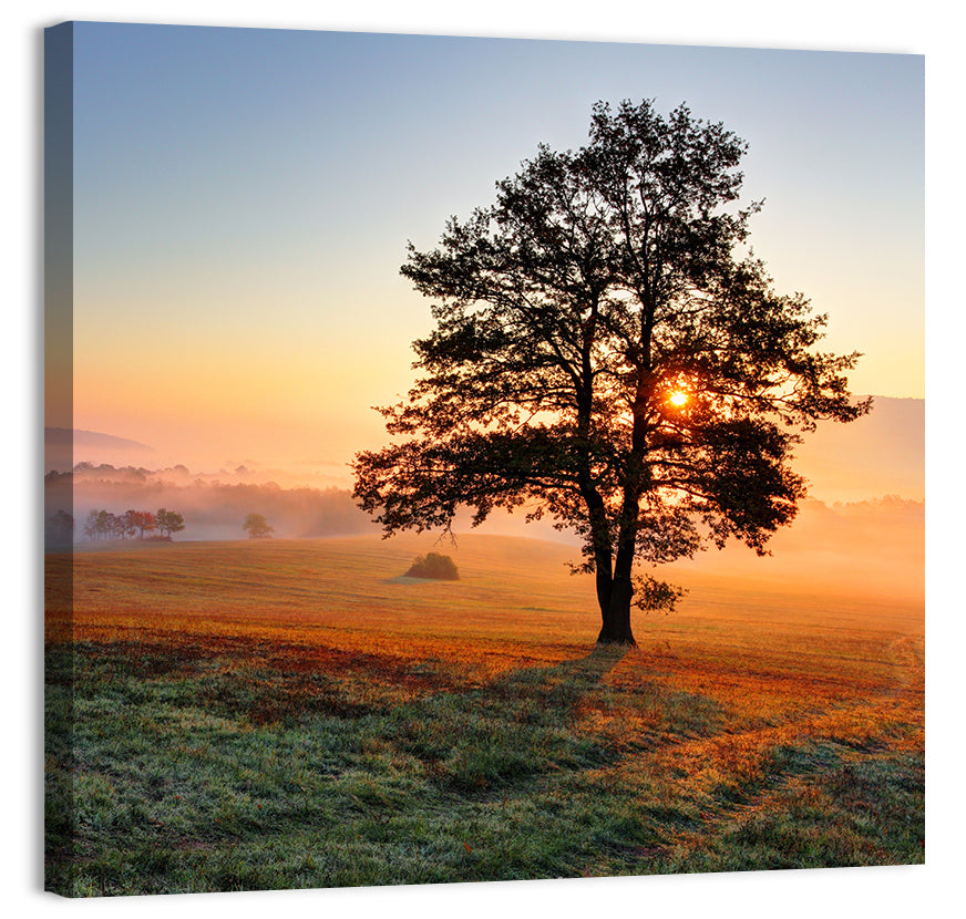 Hazy Meadow Morning & Tree Wall Art