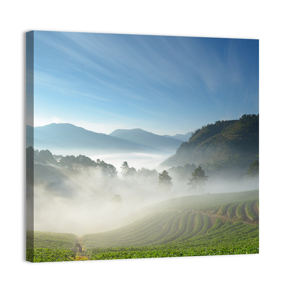 Sunlit Terraced Tea Hills Wall Art