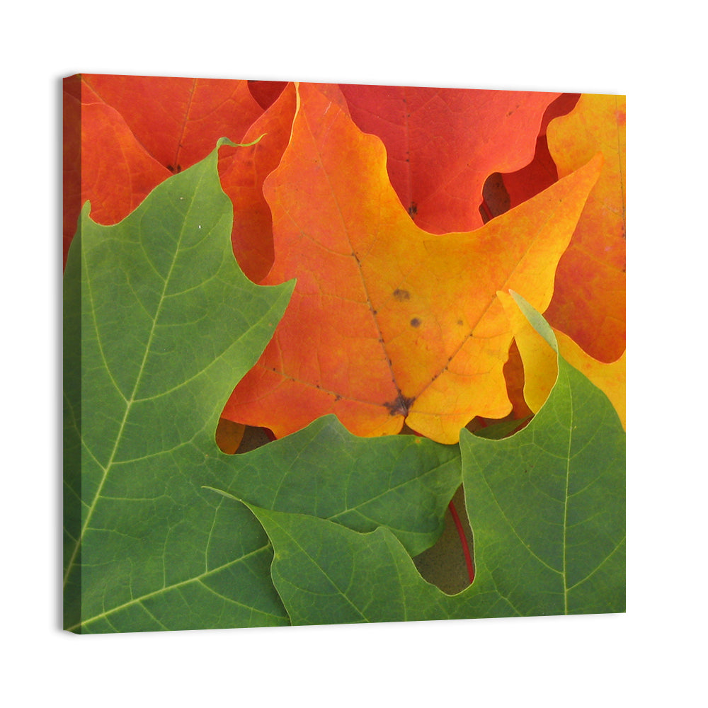 Autumn Maple Leaves Wall Art