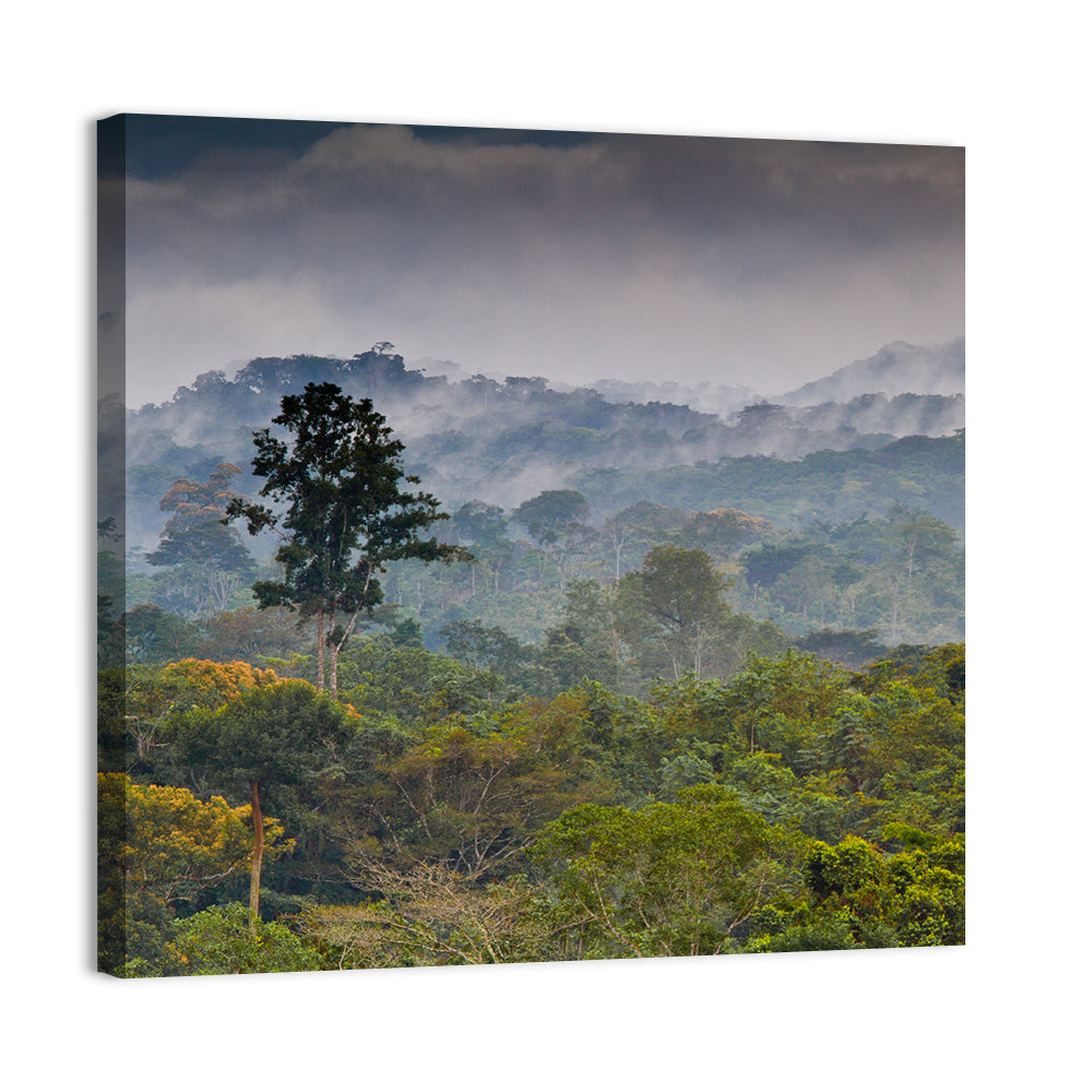 Guinea Rainforest Landscape Wall Art