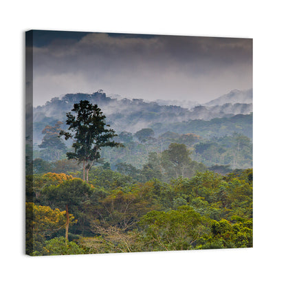 Guinea Rainforest Landscape Wall Art