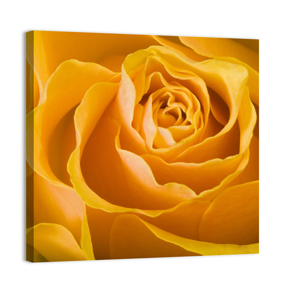 Yellow Rose Close-up Wall Art
