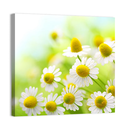 Chamomile Close-up Wall Art
