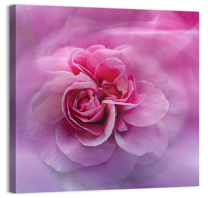 Ethereal Pink Rose Bloom Wall Art