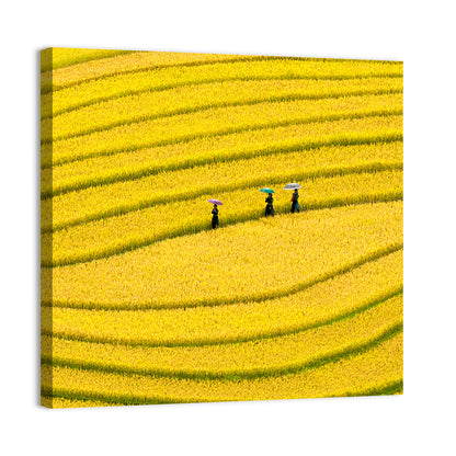 Golden Rice Terraces with Umbrellas Wall Art