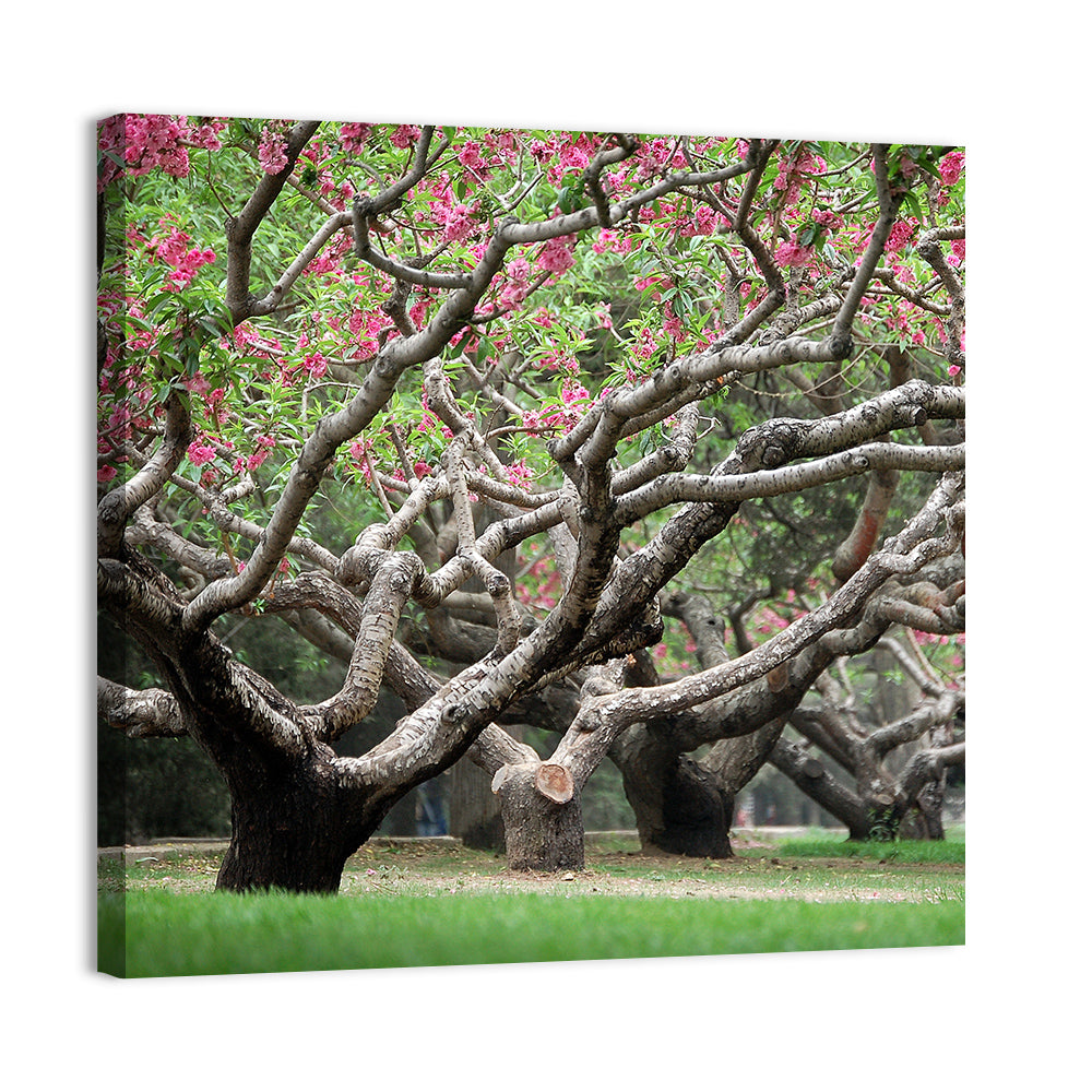 Peach Orchard in Bloom Wall Art