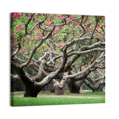 Peach Orchard in Bloom Wall Art