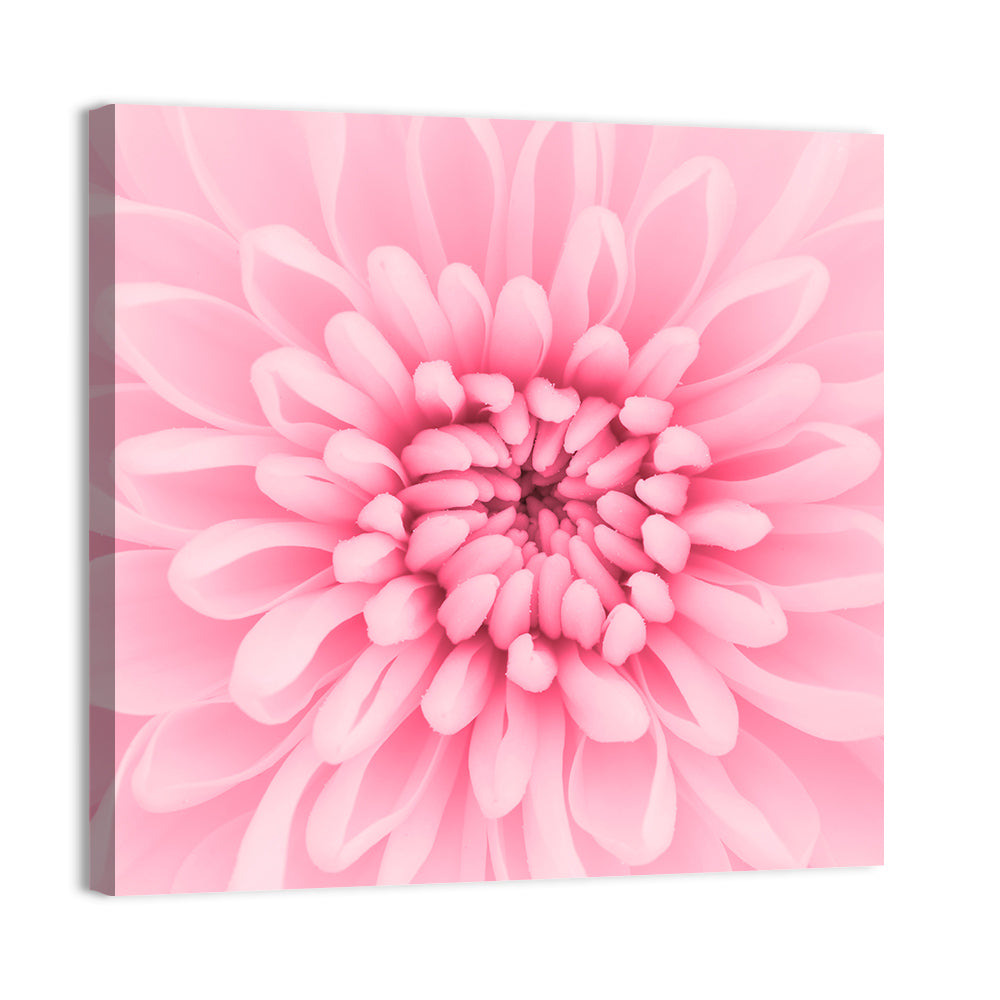 Pink Chrysanthemum Close-up Wall Art
