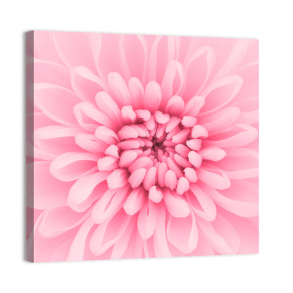 Pink Chrysanthemum Close-up Wall Art