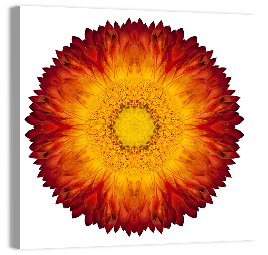 Kaleidoscopic Strawflower Mandala Wall Art