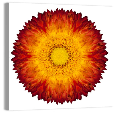 Kaleidoscopic Strawflower Wall Art