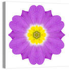 Kaleidoscopic Primrose Mandala Wall Art