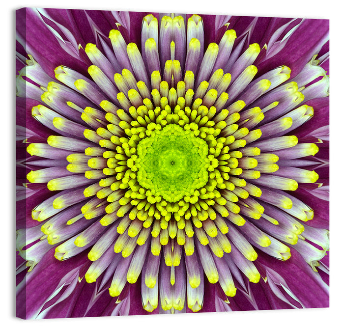 Mandala Chrysanthemum Macro Wall Art as a canvas print
