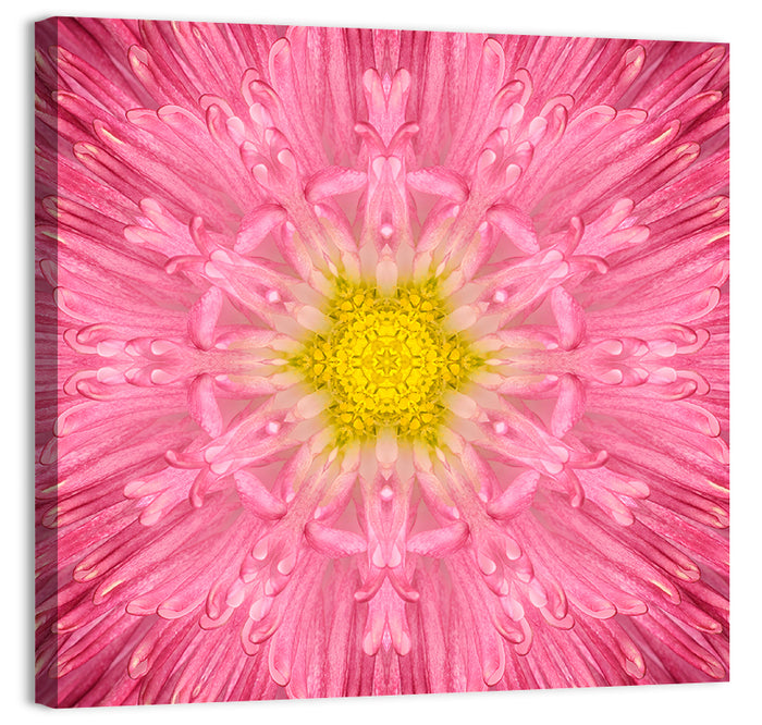 Pink Chrysanthemum Mandala Bloom Wall Art as a canvas print