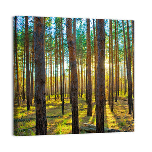 Scots Pine Forest Wall Art