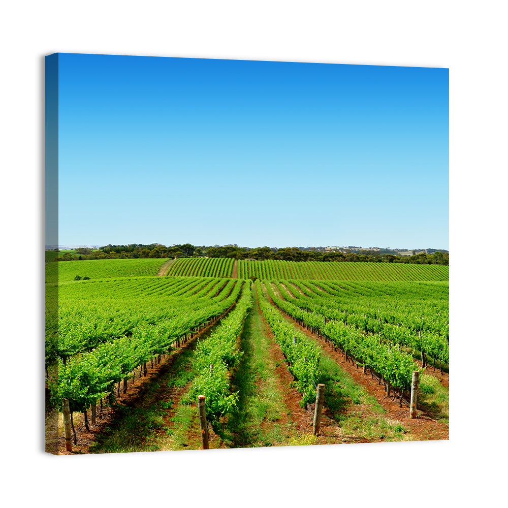 Sunlit Vineyard Rows Wall Art