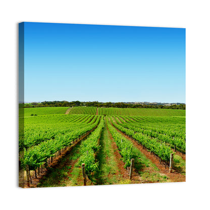Sunlit Vineyard Rows Wall Art