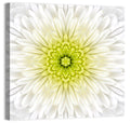 White Chrysanthemum Mandala Close Up Wall Art
