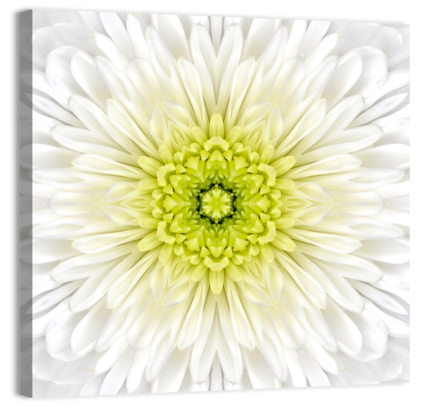 White Chrysanthemum Mandala Close Up Wall Art