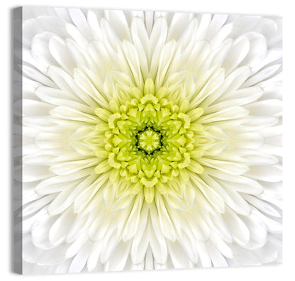 White Chrysanthemum Mandala Close Up Wall Art