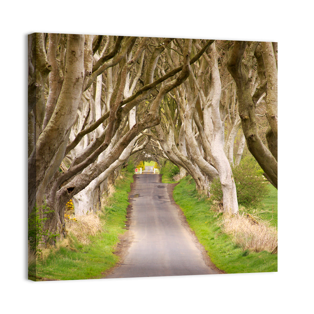 Dark Hedges, Northern Ireland Wall Art