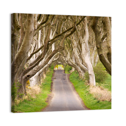Dark Hedges, Northern Ireland Wall Art