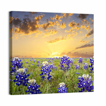 Bluebonnet Field at Sunset Wall Art