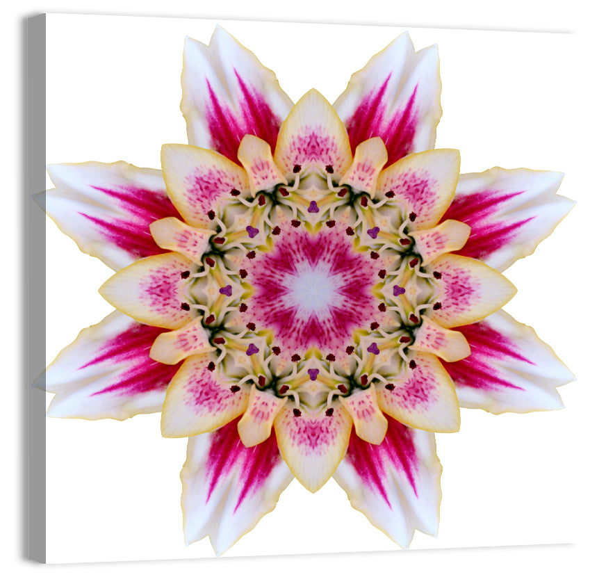 Pink Lily Star Mandala Pattern Wall Art