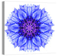 Cornflower Mandala with Dark Violet Center Wall Art