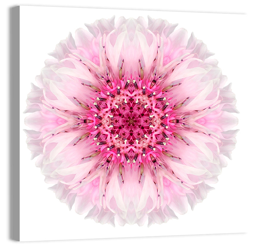 Pink Cornflower Wall Art