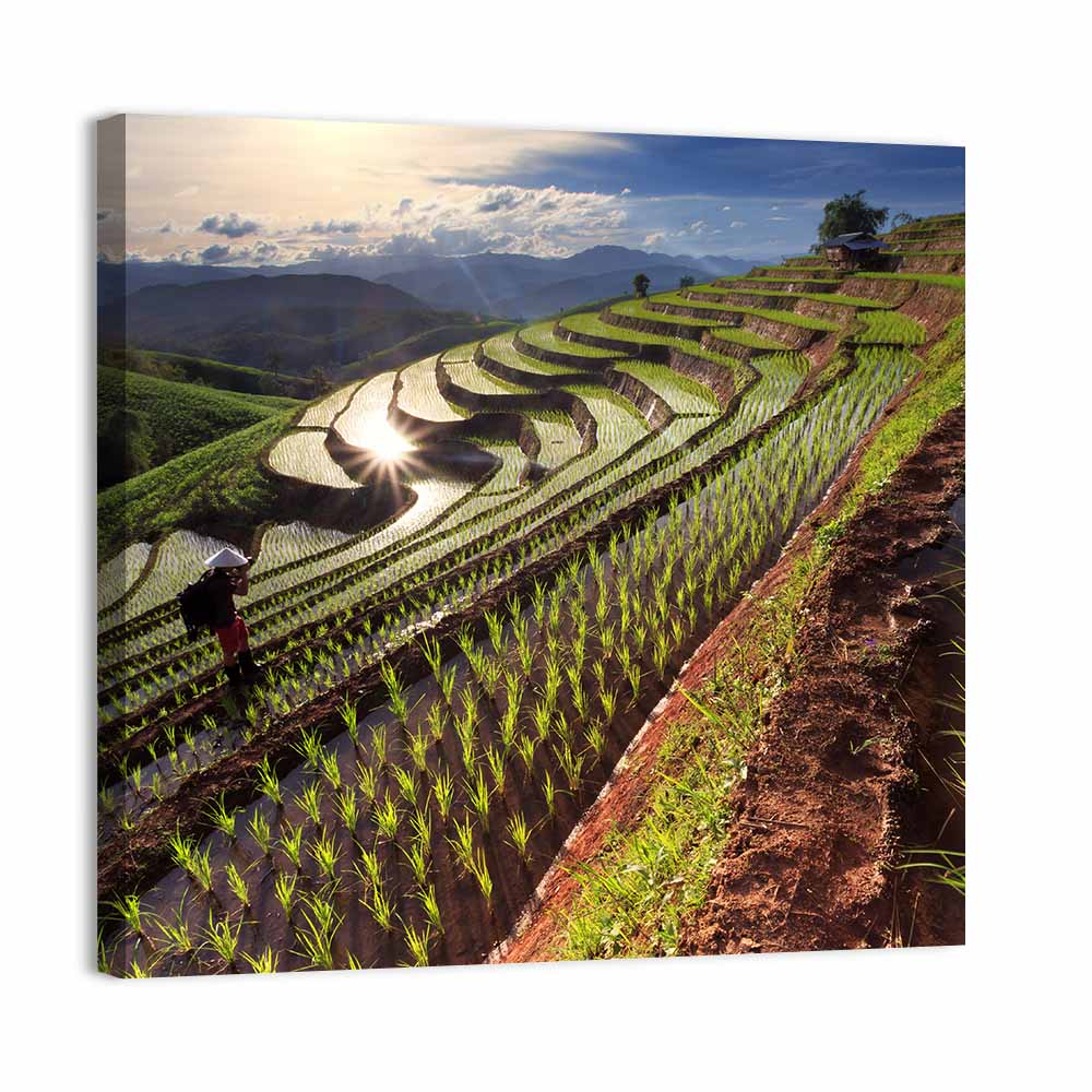Chiang Mai Rice Terraces at Sunset Wall Art
