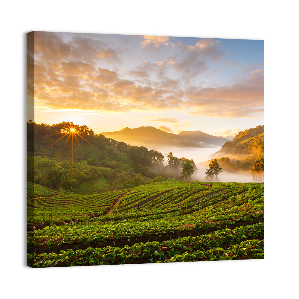 Strawberry Fields Sunrise Wall Art, canvas print, square