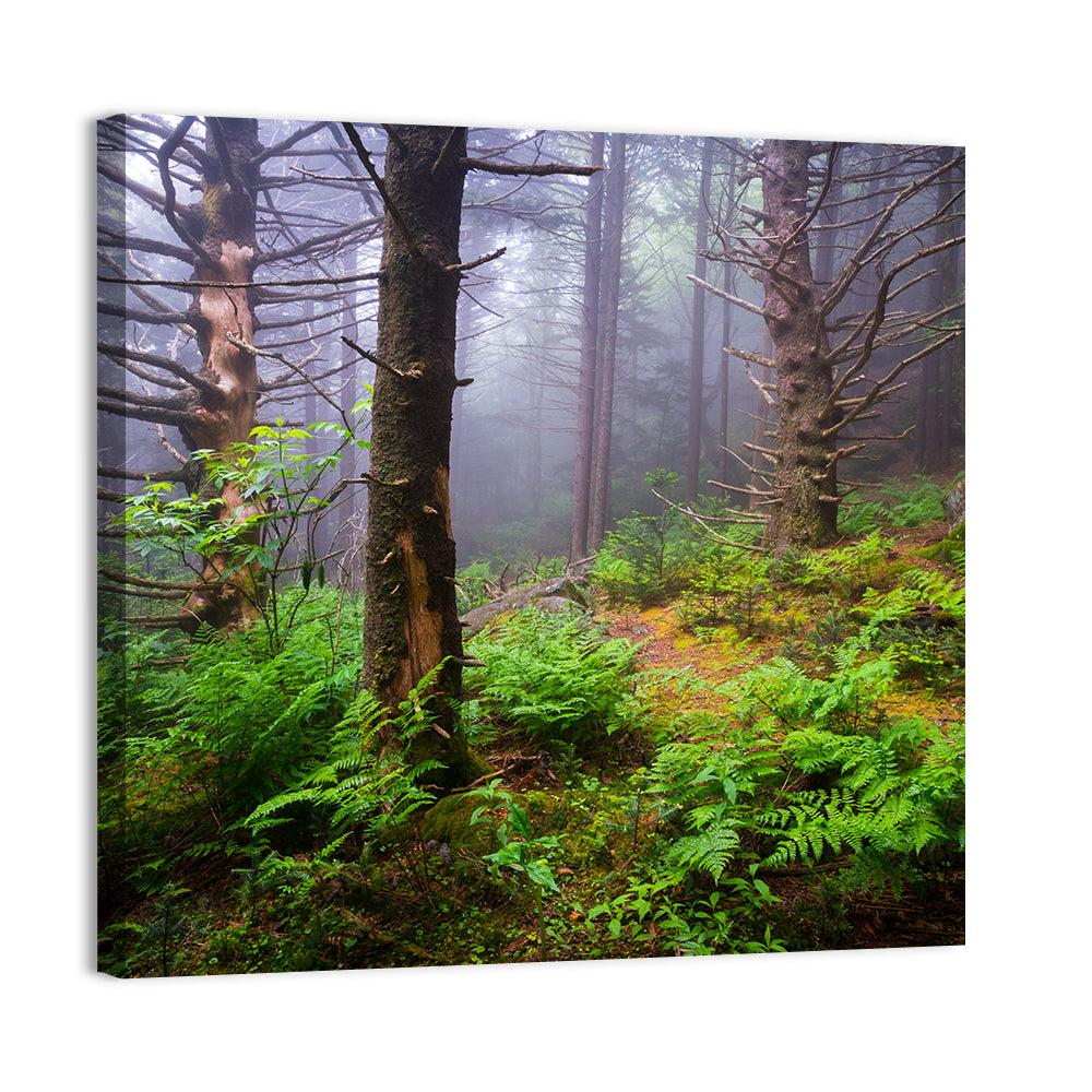 Misty Spruce-fir Trail Wall Art