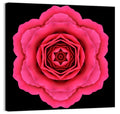 Magenta Rose Mandala Pattern Wall Art