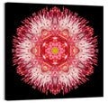 Magenta Chrysanthemum Star Mandala Wall Art