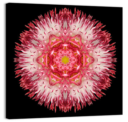 Magenta Chrysanthemum Star Mandala Wall Art