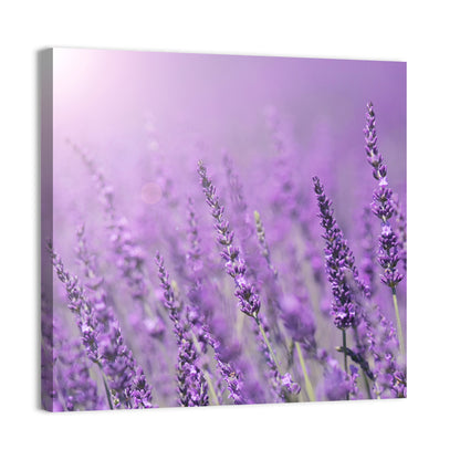 Sunlit Lavender Field Wall Art