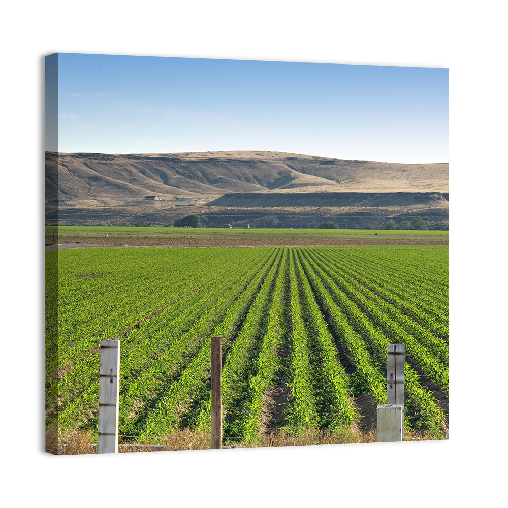 Idaho Corn Field Wall Art