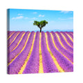 Lavender Field Wall Art