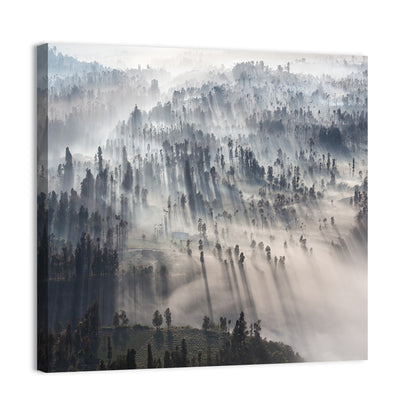 Misty Forest Sunrise Wall Art