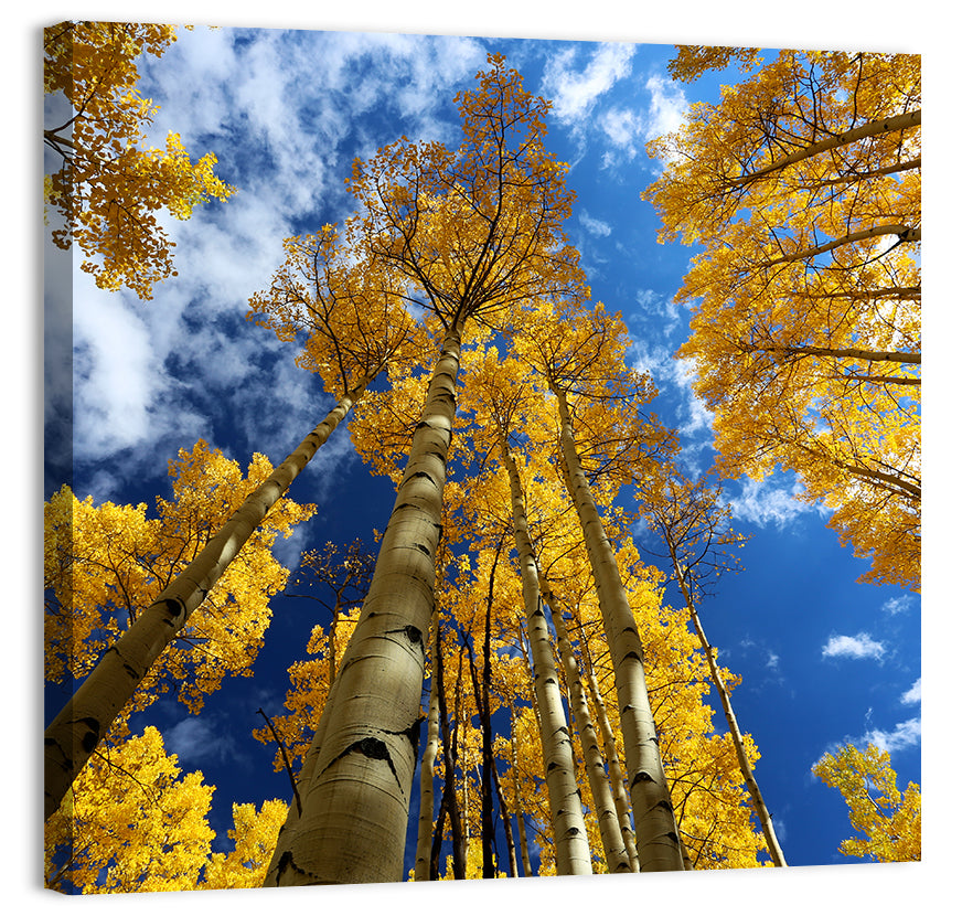 Golden Aspen Canopy View Wall Art