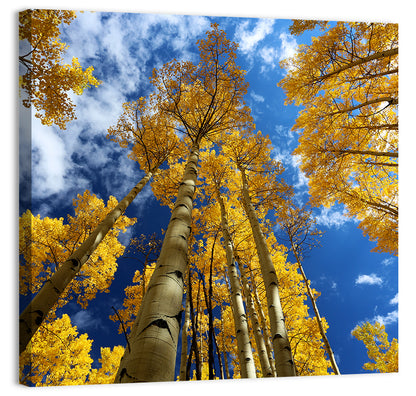 Aspen Trees Wall Art